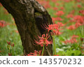 Crimson higambana 143570232