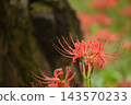 Crimson higambana 143570233