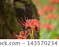 Crimson higambana 143570234