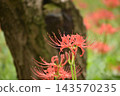 Crimson higambana 143570235
