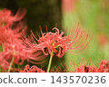 Crimson higambana 143570236