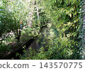吉維尼，莫奈花園，莫奈池塘 143570775