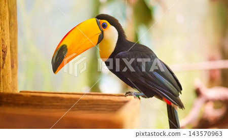Toco Toucan sitting observing tropical bird wildlife Toco Toucan sitting observing tropical bird wildlife 143570963