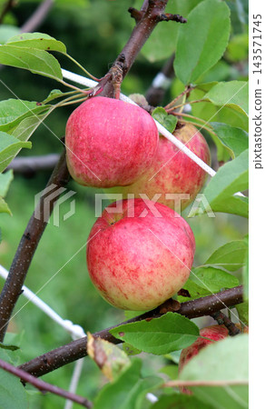 Three ripening red Podarok Grafskogo apples on an apple tree branch in a garden Three ripening red Podarok Grafskogo apples on an apple tree branch in a garden 143571745