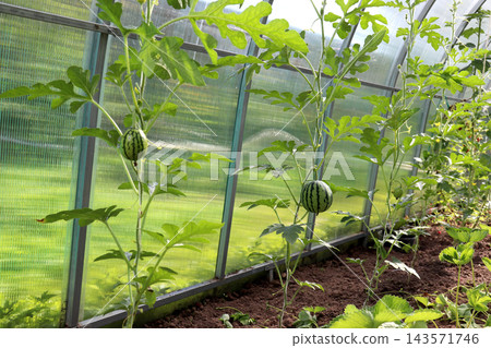 Two small striped watermelons one oval and one round ripen on a vertical vine Two small striped watermelons one oval and one round ripen on a vertical vine 143571746