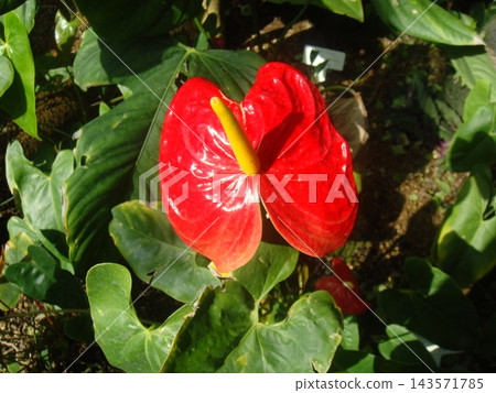 溫室裡鮮豔的紅色火鶴花,熱帶植物 溫室裡鮮豔的紅色火鶴花,熱帶植物 143571785
