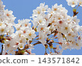 Yoshino cherry trees in full bloom that shine against the blue sky [Blue sky background] 143571842