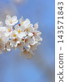 Close-up of Yoshino cherry trees in full bloom [Blue sky background] 143571843