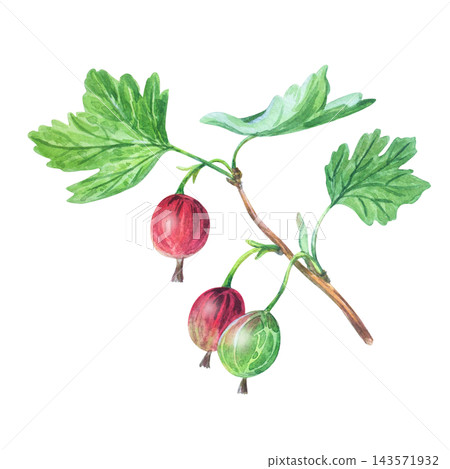 Watercolor gooseberry branch with ripe red and green berries, leaves. Hand drawn botanical illustration isolated on. Realistic detailed art Watercolor gooseberry branch with ripe red and green berries, leaves. Hand drawn botanical illustration isolated on. Realistic detailed art 143571932