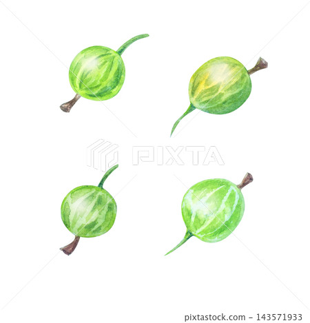 Watercolor green gooseberry berries set with stems. Isolated hand drawn botanical illustration. Detailed realistic drawing 143571933