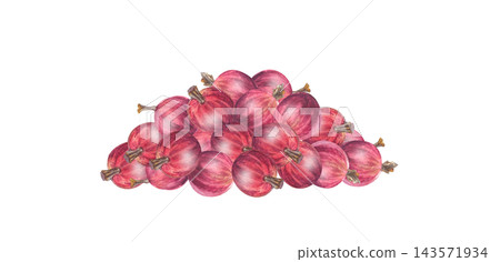 Lush watercolor red gooseberry heap composition. Isolated botanical fruit pile illustration for jam label, sweet dessert packaging art and organic food branding Lush watercolor red gooseberry heap composition. Isolated botanical fruit pile illustration for jam label, sweet dessert packaging art and organic food branding 143571934