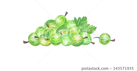 Lush watercolor green gooseberry heap composition with leaves. Isolated botanical fruit pile illustration for tea label, organic food packaging art and dessert branding Lush watercolor green gooseberry heap composition with leaves. Isolated botanical fruit pile illustration for tea label, organic food packaging art and dessert branding 143571935