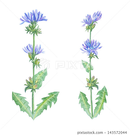 Watercolor chicory stem set with blue flowers and green leaves. Isolated element collection for tea packaging design, natural cosmetics and print. Hand drawn realistic detailed drawing Watercolor chicory stem set with blue flowers and green leaves. Isolated element collection for tea packaging design, natural cosmetics and print. Hand drawn realistic detailed drawing 143572044