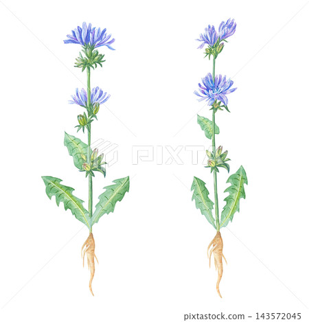 Watercolor whole chicory plant set with blue flowers, green leaves and root. Isolated element collection for healthy coffee substitute packaging and medical tea label. Detailed art Watercolor whole chicory plant set with blue flowers, green leaves and root. Isolated element collection for healthy coffee substitute packaging and medical tea label. Detailed art 143572045