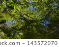 A forest landscape reflected on the water's surface with ripple patterns; a water mirror scene; abstract landscape; background material. 143572070