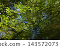 A forest landscape reflected on the water's surface with ripple patterns; a water mirror scene; abstract landscape; background material. 143572073