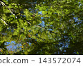 A forest landscape reflected on the water's surface with ripple patterns; a water mirror scene; abstract landscape; background material. 143572074