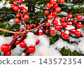 A decorated tree stands covered in snow, with bright red berries visible among the branches. It is a winter scene celebrating the holiday season 143572354