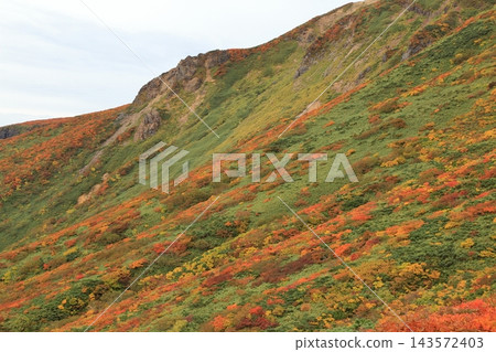 栗駒山的秋葉美景 143572403