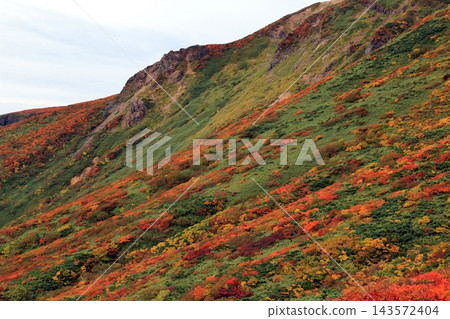 栗駒山的秋葉美景 栗駒山的秋葉美景 143572404