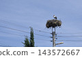 White Stork Standing on Large Nest Above Utility Pole 143572667