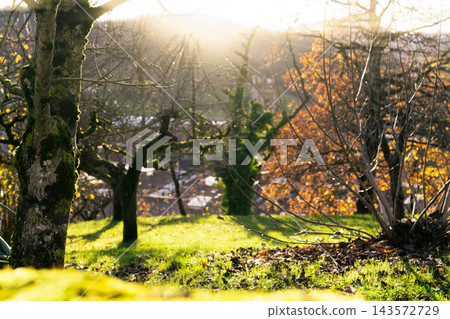 Tree trunk covered with green moss in a mountain park near a village in a valley, rough bark and bare branches among grassy slopes, orange autumn foliage and scattered fallen leaves beneath the trees. 143572729