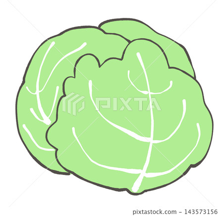 Cabbage illustration Cabbage illustration 143573156