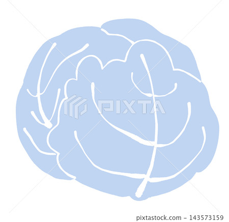 Cabbage illustration 143573159