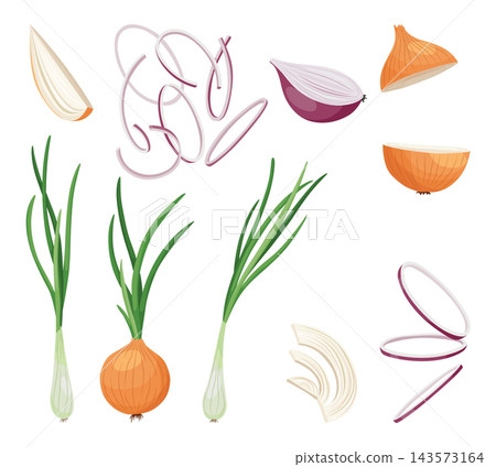Set of Onions icons. Onion bulb in peel, half and rings. Yellow Head of onion with green sprout and pieces. Cook ingredients, spices. Organic food Set of Onions icons. Onion bulb in peel, half and rings. Yellow Head of onion with green sprout and pieces. Cook ingredients, spices. Organic food 143573164