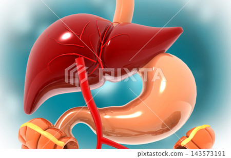 Human digestive system anatomy.Liver and stomach Human digestive system anatomy.Liver and stomach 143573191