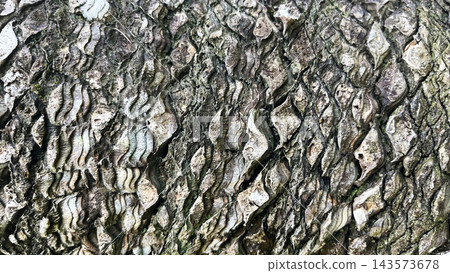鱗片狀紋理的蘇鐵(西米棕櫚),鹿兒島縣奄美大島 鱗片狀紋理的蘇鐵(西米棕櫚),鹿兒島縣奄美大島 143573678