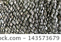 鱗片狀紋理的蘇鐵（西米棕櫚），鹿兒島縣奄美大島 143573679
