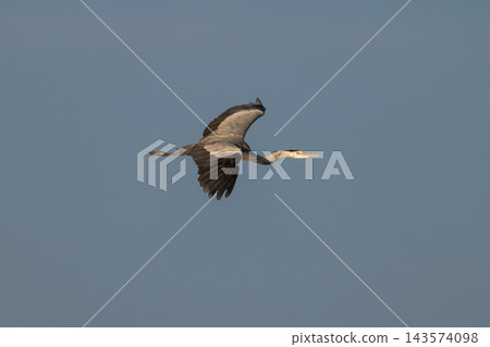 Grey heron gliding through clear blue sky with spread wings Grey heron gliding through clear blue sky with spread wings 143574098