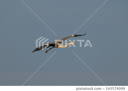 Grey heron gliding through clear blue sky with spread wings Grey heron gliding through clear blue sky with spread wings 143574099