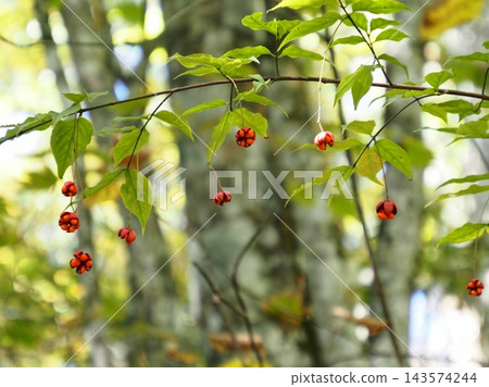 Red berries of the spindle tree in the beech forest 143574244
