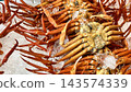 新潟縣新潟市魚市上，新鮮的紅雪蟹整齊地排列著。 143574339