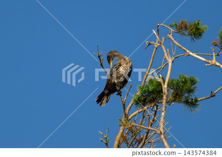 Great Cormorant preening feathers on pine tree top at dawn with warm sunlight Great Cormorant preening feathers on pine tree top at dawn with warm sunlight 143574384