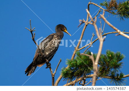 Great Cormorant perched on a pine tree top at dawn with warm sunlight close up Great Cormorant perched on a pine tree top at dawn with warm sunlight close up 143574387