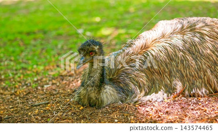 Emu bird resting on ground in nature Emu bird resting on ground in nature 143574465