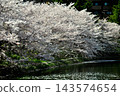 Cherry blossoms along the river 143574654
