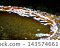 Cherry blossom petals floating on the surface of the chozubachi 143574661