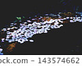 Cherry blossom petals floating on the surface of the chozubachi 143574662