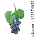 Hand drawn grapevine branch with leaves. Watercolor illustration. 143574955