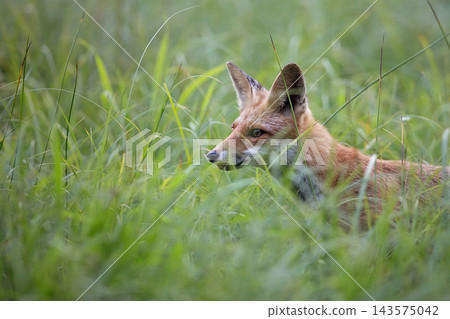 Red fox in a clearing in the wild Red fox in a clearing in the wild 143575042
