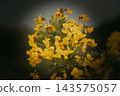 Close-Up Of Bright Yellow Wildflower Blooms On A Broom Shrub In Soft Light 143575057