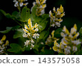 Close-Up of Yellow and White Flowers on Green Leaves in Garden Shrub With Dark Background 143575058