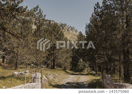 Mountain Pine Forest Trail Through Stone Gateway On Sunny Summer Day Mountain Pine Forest Trail Through Stone Gateway On Sunny Summer Day 143575060