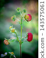 Wild Strawberry Plant With Ripe Red Berries Close-Up In Garden With Soft Bokeh Background 143575061