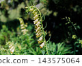 Yellow Foxglove Blooming In Woodland Garden With Bell-Shaped Wildflower Close-Up In Summer 143575064