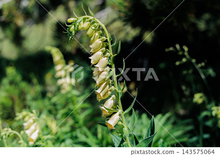 Yellow Foxglove Blooming In Woodland Garden With Bell-Shaped Wildflower Close-Up In Summer Yellow Foxglove Blooming In Woodland Garden With Bell-Shaped Wildflower Close-Up In Summer 143575064